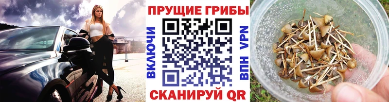 где можно купить   Калачинск  блэк спрут ссылки  Псилоцибиновые грибы Magic Shrooms 